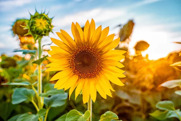 Field Sunflowers Sunset End Summer Season Harvest — Stock Photo, Image