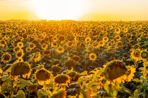 Field Sunflowers Sunset End Summer Season Harvest — Stock Photo, Image