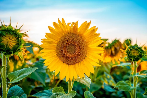 Field Sunflowers Sunset End Summer Season Harvest — Stock Photo, Image