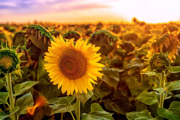 Field Sunflowers Sunset End Summer Season Harvest — Stock Photo, Image