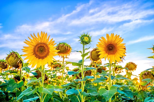 Field Sunflowers Sunset End Summer Season Harvest — Stock Photo, Image