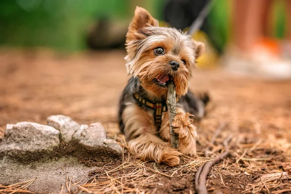 Yorkshire Terrier Puppy Walks Rocky Forest — Stock Photo, Image