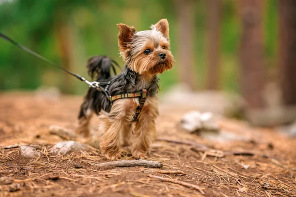 Cachorro Yorkshire Terrier Caminha Uma Floresta Rochosa — Fotografia de Stock