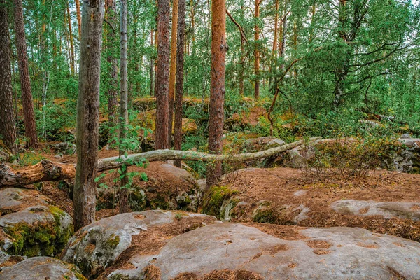 Bosque Salvaje Con Enormes Piedras Cubiertas Musgo Paisaje Natural Místico —  Fotos de Stock