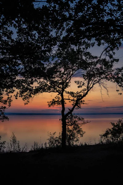 Baumsilhouetten Vor Einem Farbenfrohen Rosa Sonnenuntergang Über Dem Meer — Stockfoto