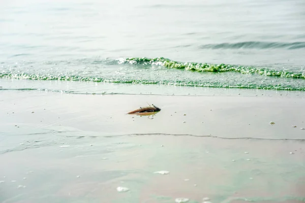 Dode Vis Vervuild Water Met Bloeiende Blauwgroene Algen Een Groene — Stockfoto