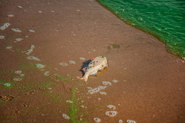 Halott Hal Szennyezett Vízben Virágzó Kék Zöld Algákkal Egy Zöld — Stock Fotó