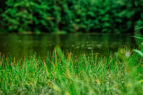 森に囲まれた神秘的な風景湖 — ストック写真