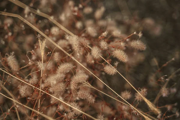 Queues Lapin Herbe Fond Naturel — Photo