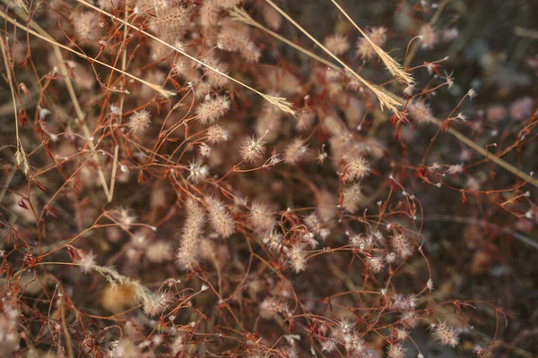Hasenschwanz Gras Natürlicher Hintergrund — Stockfoto