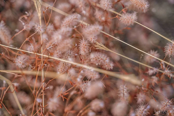 Bunny Tails Grass Natural Background — Stock Photo, Image