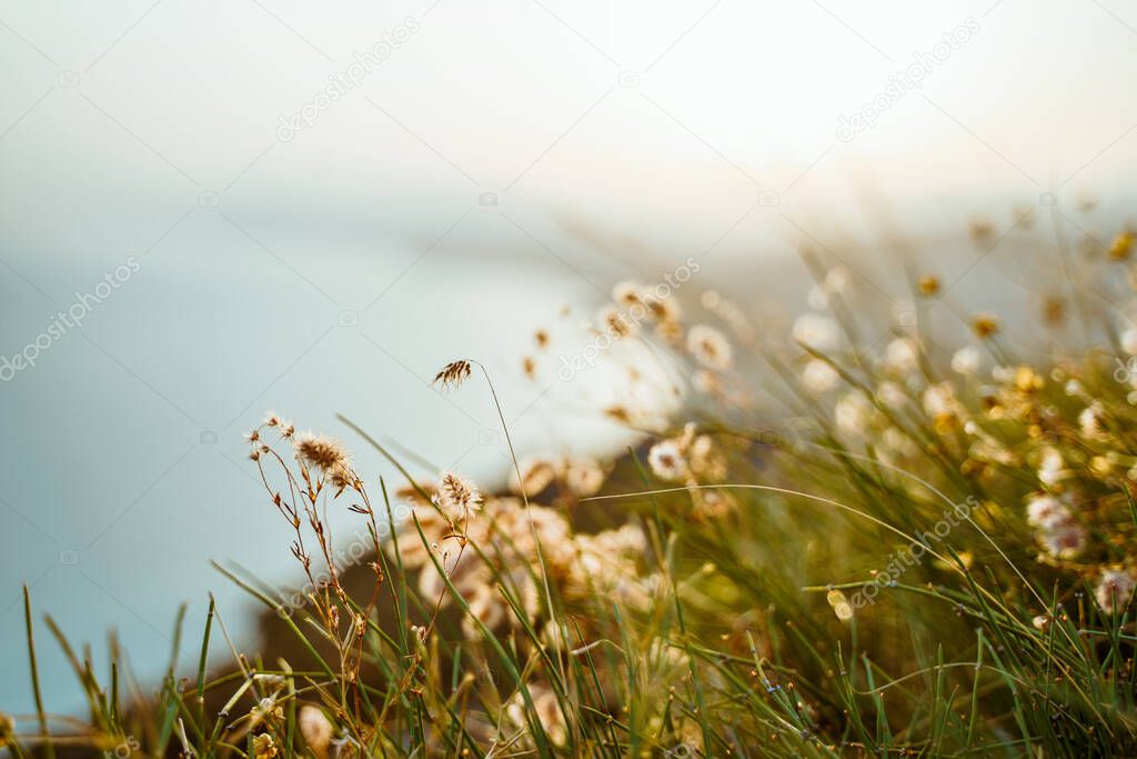 Beautiful natural landscape with fluffy grass in the foreground on the top of the mountain