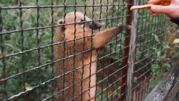 Förtjusande Coati Tar Kaka Från Mans Hand Genom Barerna Zoo — Stockvideo