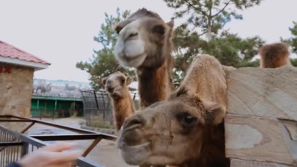 Kamele Fressen Einen Keks Aus Der Hand Eines Mannes Durch — Stockvideo