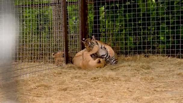 Lilla Lejon Och Tigerunge Leker Bita Varandra Video — Stockvideo