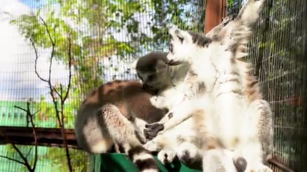 Rodina lemurů odpočívá na slunci v zoo. Video 4k.