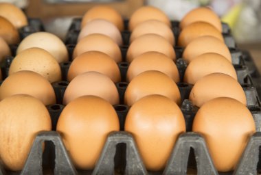 fram organik yumurta 