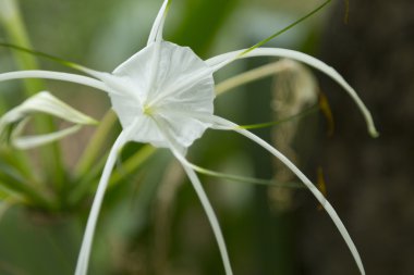 Beyaz crinum asiaticum bahçesinde kapatın 