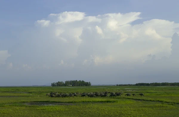 There are grazing field at thale noi lake, phatthalung,Thailand — Stock Photo, Image