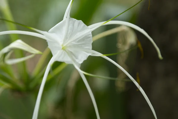 Zblízka bílý crinum asiaticum v zahradě — Stock fotografie