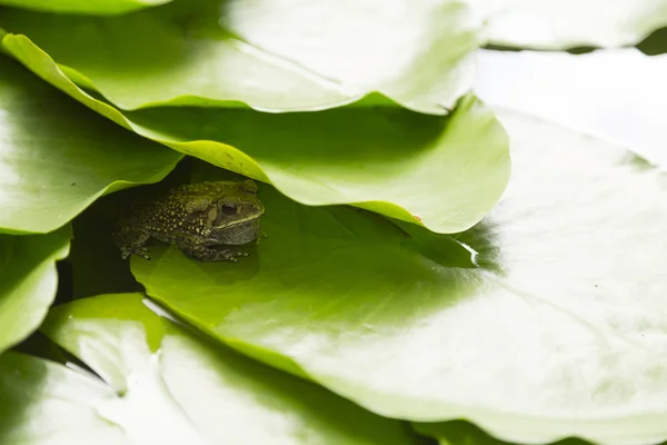 Frog under leaf in the lake — Stock Photo, Image