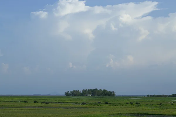 There are grazing field at thale noi lake, phatthalung,thailand — Stock Photo, Image