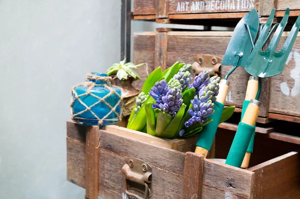 Zátiší s hyacinth v ročníku skříňka dřevo v rustikální inte — Stock fotografie