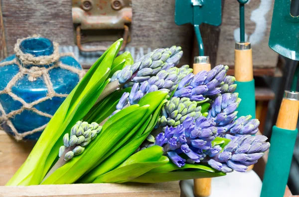 Zátiší s hyacinth v ročníku skříňka dřevo v rustikální inte — Stock fotografie