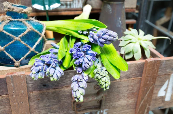 Still life with Hyacinth in vintage cabinet wood at rustic inte — Stock Photo, Image