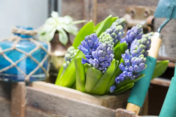 Zátiší s hyacinth v ročníku skříňka dřevo v rustikální inte — Stock fotografie