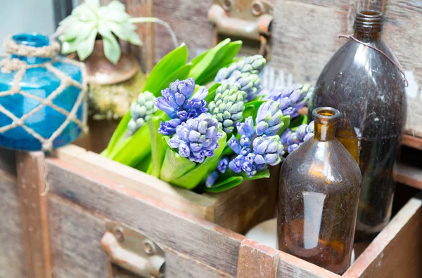 Nature morte con giacinto in legno vintage cabinet a inte rustico — Foto Stock