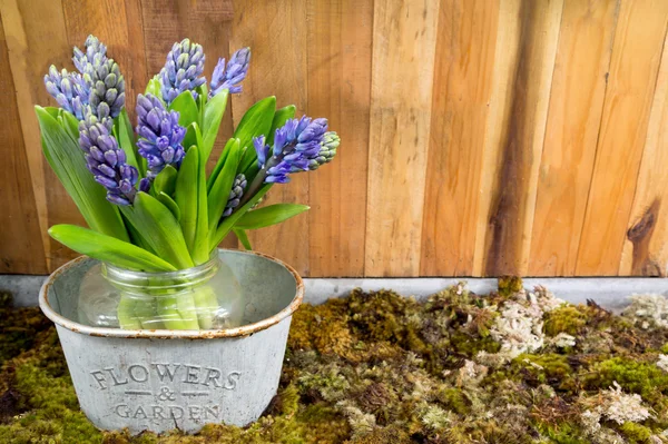 Zátiší s hyacinth na mechu a dřevo pozadí na housepla — Stock fotografie