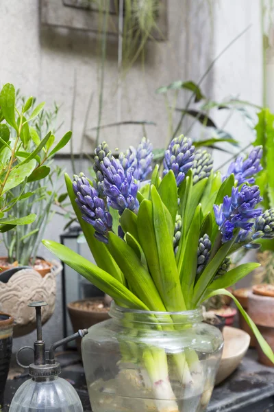 Stilleven met hyacint rond cactus en succulenten collectie — Stockfoto