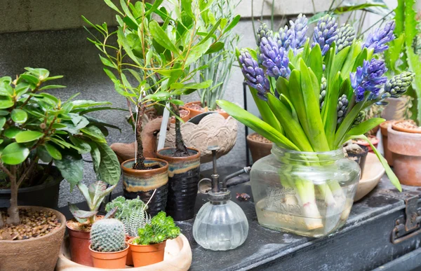 Натюрморт с гиацинтом вокруг коллекции кактусов и суккулентов — стоковое фото