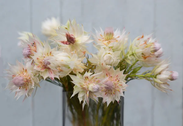 Still life of blushing bride proten flowers ,grunge background — Stock Photo, Image