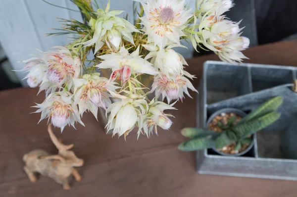 Still life of blushing bride proten flowers with decoration — 图库照片