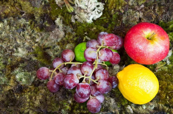 Still life of fruit on moss ground — Stock fotografie