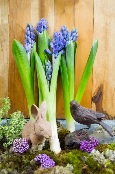 Still life with Hyacinth on moss and wood background — Stock fotografie
