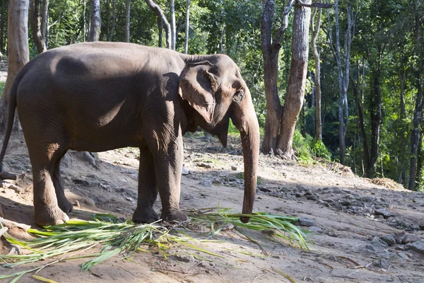 Chiang mai Elefantencamp — Stockfoto