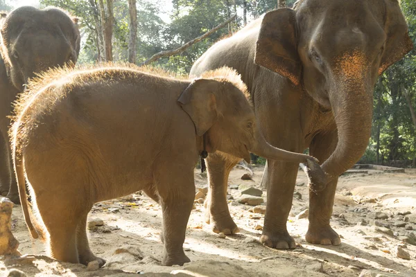 Chiang mai Elefantencamp — Stockfoto