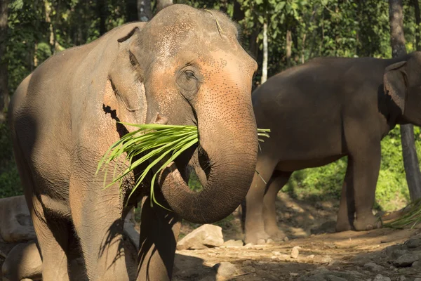 Chiang Mai elephant camp — Stock Photo, Image