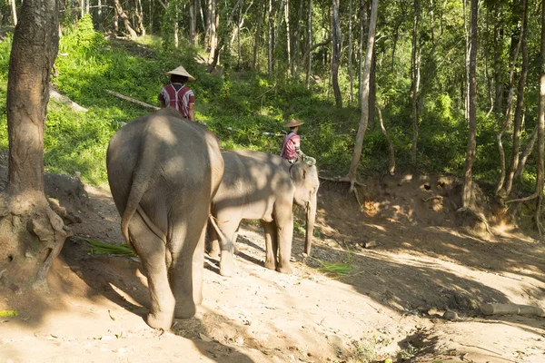 Chiang mai Elefantencamp — Stockfoto