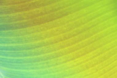  Sarı köri veya kırmızı köri gücüyle tavada kızartılmış Yengeç Fried Yengeç 