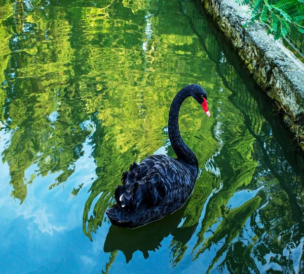 Черный Лебедь Красным Клювом Крупным Планом Пруду Зеленой Водой Большие — стоковое фото