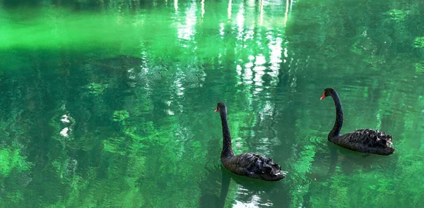 Два Черных Лебедя Пруду Зеленой Водой Большие Птицы Лебедь Атратус — стоковое фото
