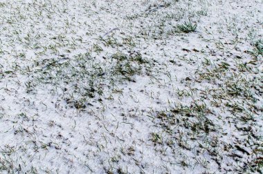 Yeşil çimenlere ilk kar yağan arka plan. Kış geldi, karlı arkaplan fotokopi alanı ile