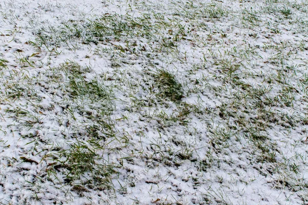 Background with the first snow falling on the green grass. Winter has come, snowy background with copy space