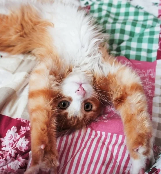 침대에 분홍빛 담요에 생강흰 고양이 — 스톡 사진