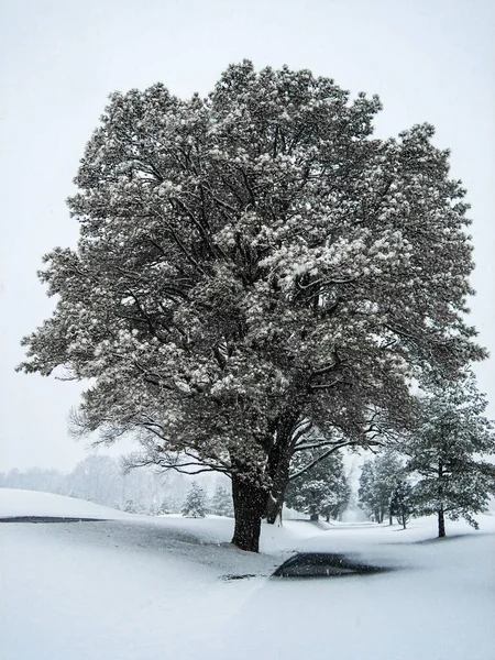 Snow covered tree close up, snowy winter landscape in a neutral palette, falling snow, winter weather