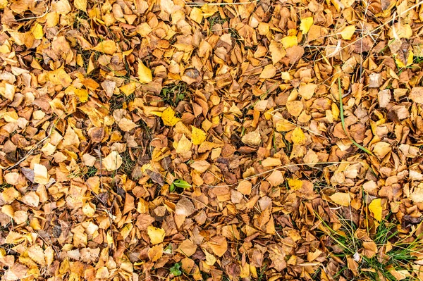 Natural Background Autumn Fallen Leaves Copy Space — Stock Photo, Image